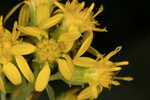 Buckley's goldenrod 